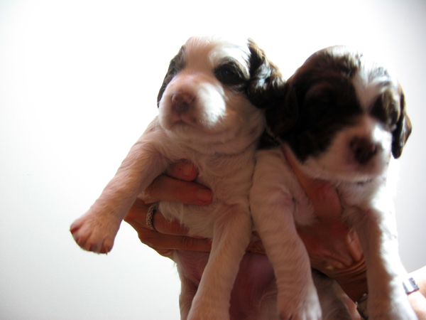 Puppies5.jpg